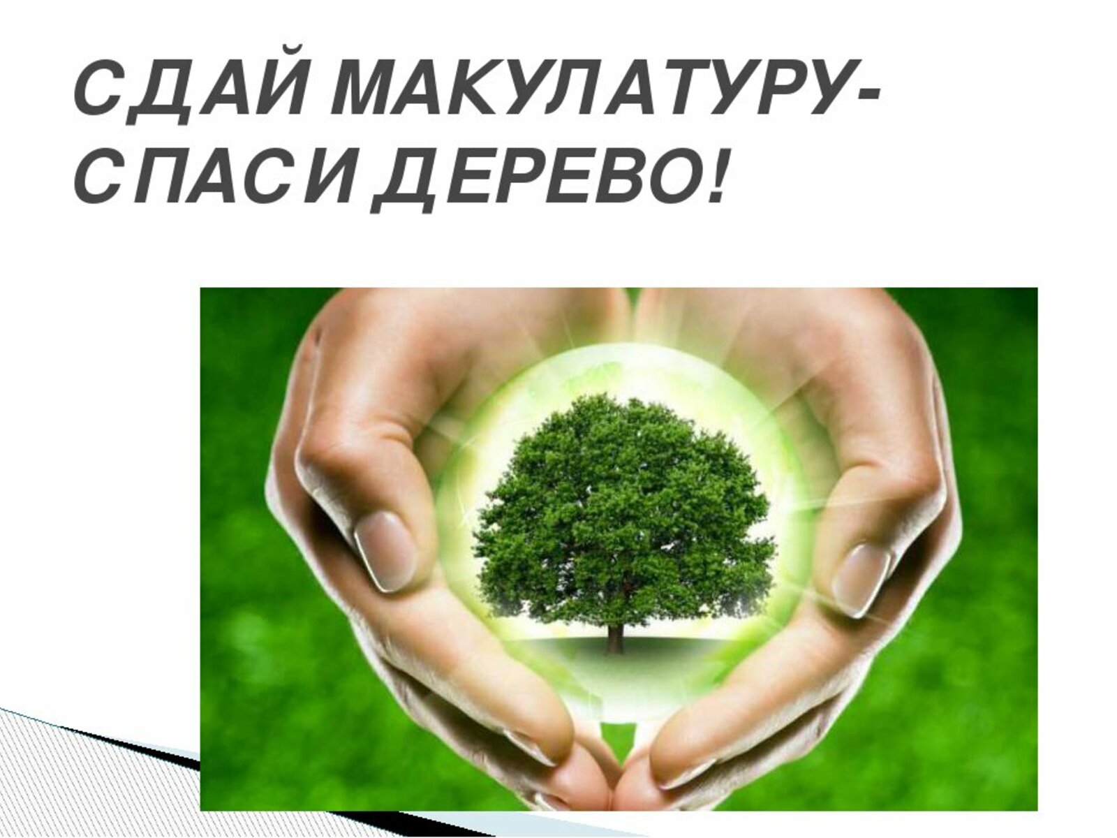 Сдай макулатуру Спаси дерево 2020